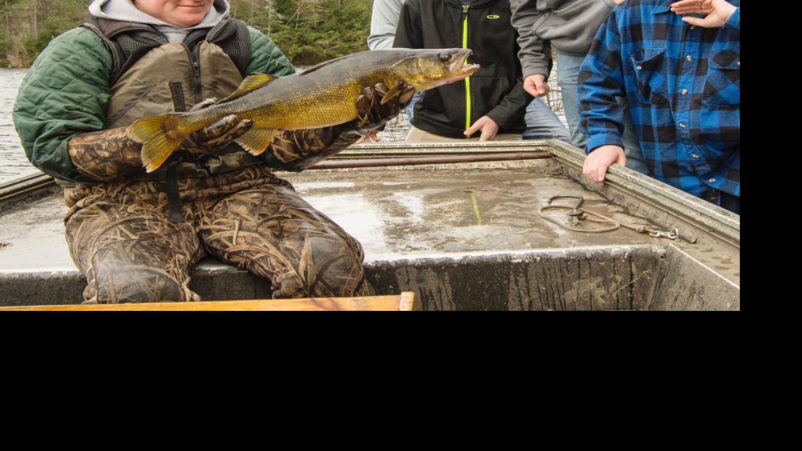 As Wisconsin Lakes Warm Walleye Are Feeling The Heat Free Apg
