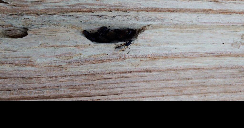 Natural Connections Splitting wood reveals a hidden civilization