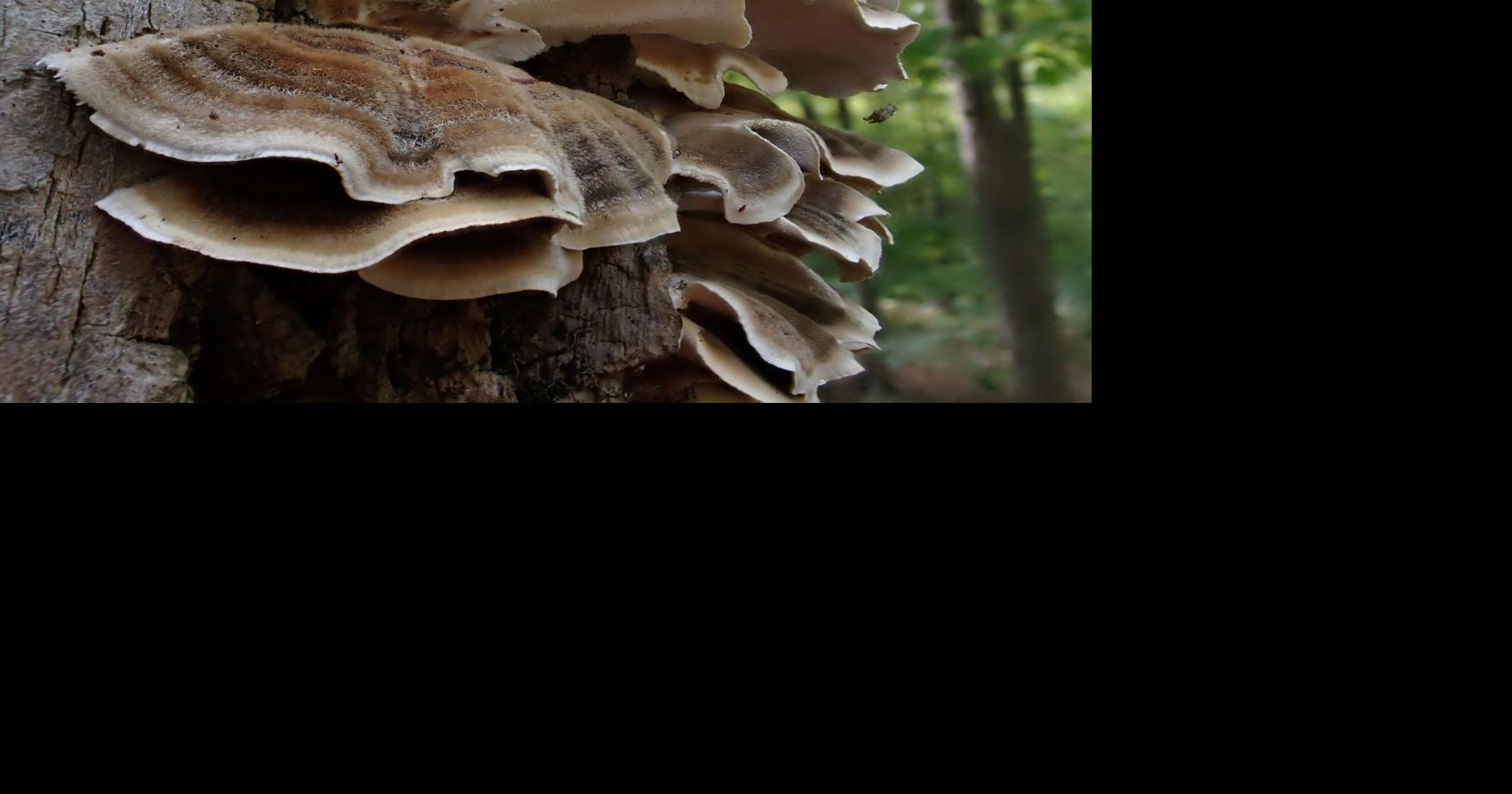 Fall brings shades of rot and life | Columnists | apg-wi.com