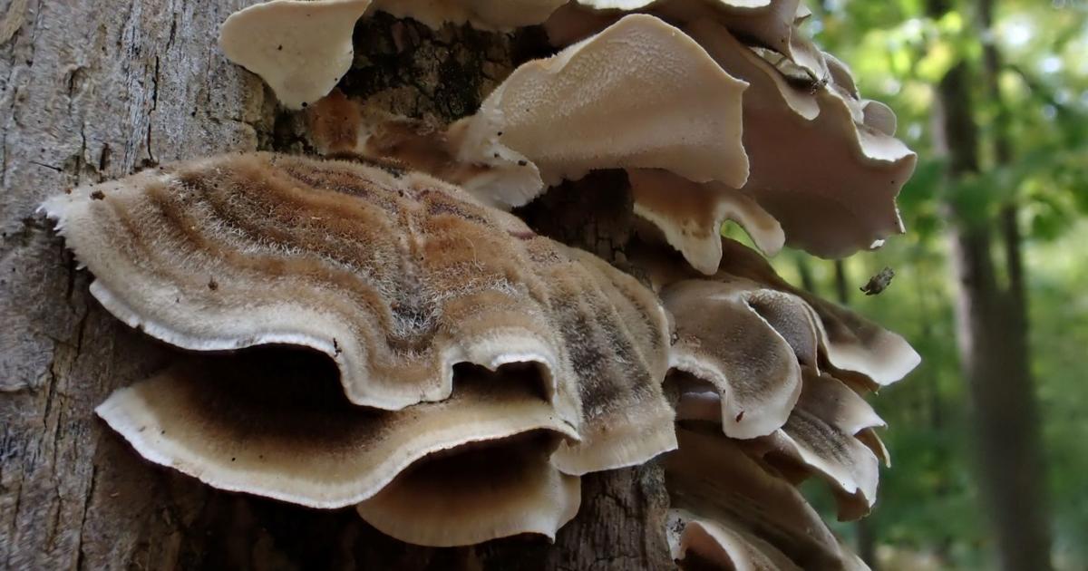 Rot Life Fall brings shades of rot and life | Columnists | apg-wi.com