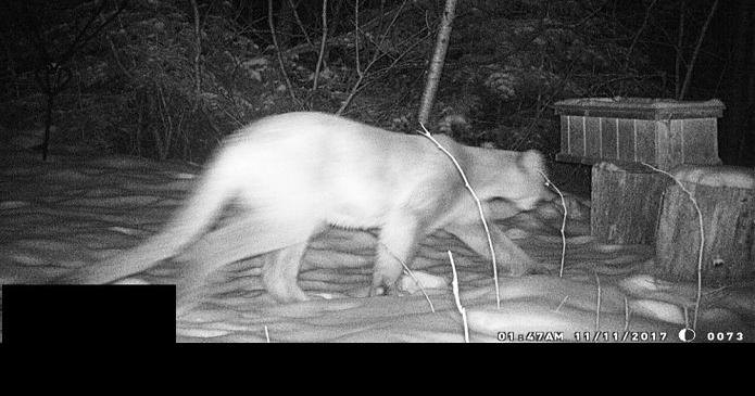 26 More People Come Forward With Mountain Lion Sightings in NJ