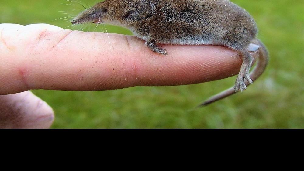 Focus on nature: A tale of a masked shrew | Free | apg-wi.com