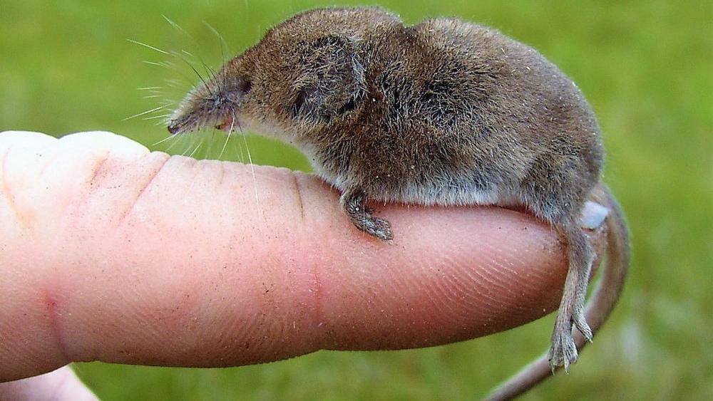 Focus on nature: A tale of a masked shrew | Free | apg-wi.com