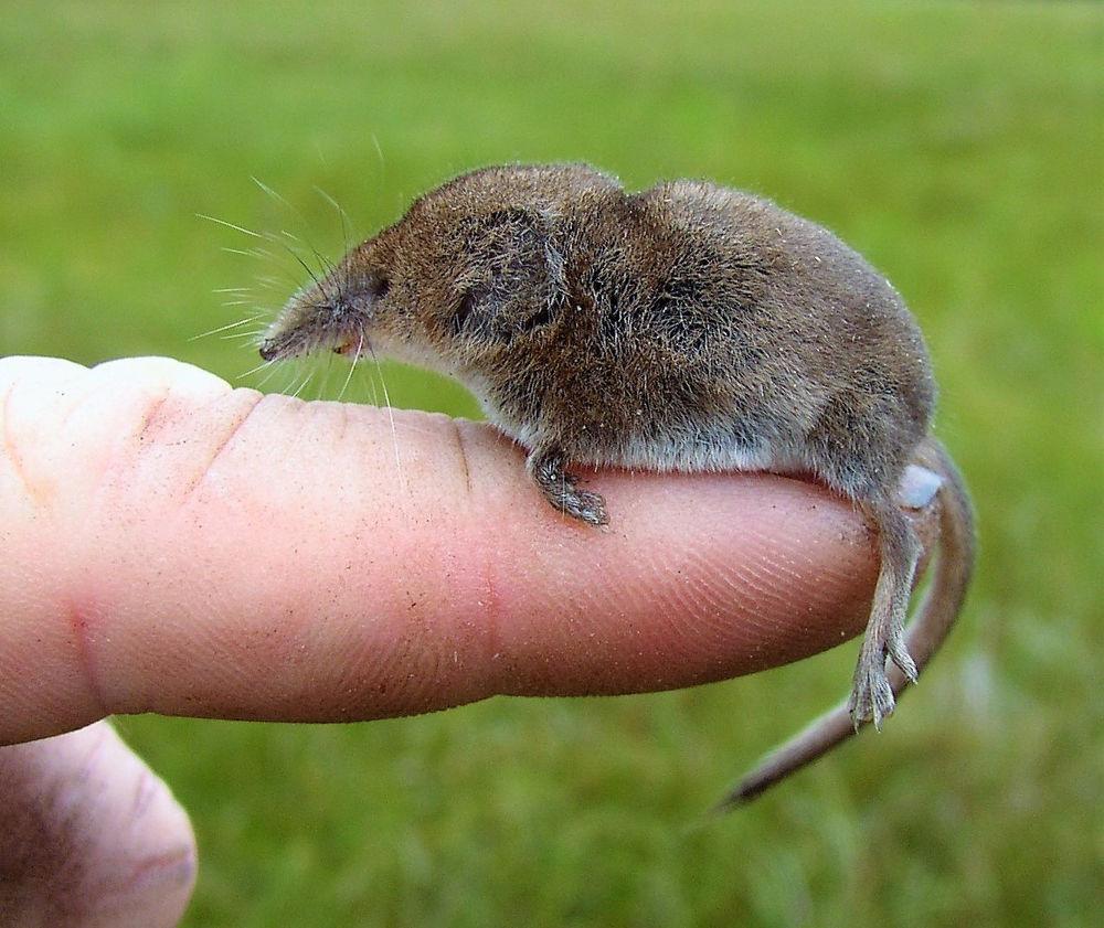 Focus on nature: A tale of a masked shrew | Free | apg-wi.com