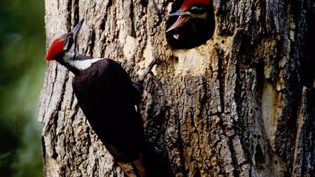 Pileated Woodpecker Outdoors Apg Wi Com