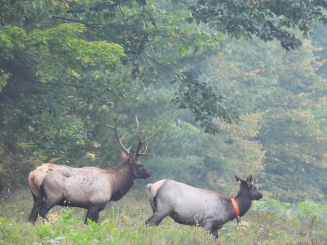Natural Connections: Listening in Elk habitat | Price County Review |  apg-wi.com