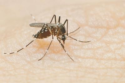 horse in washburn county tests positive for eastern equine