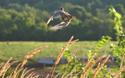 ruffed grouse population declining hunters worry west nile virus to