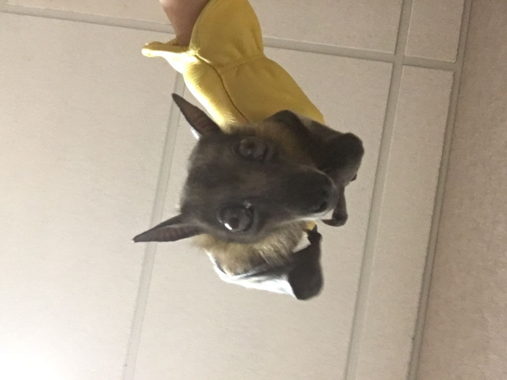 Wisconsin Bat Festival lands at NGLVC Paywall