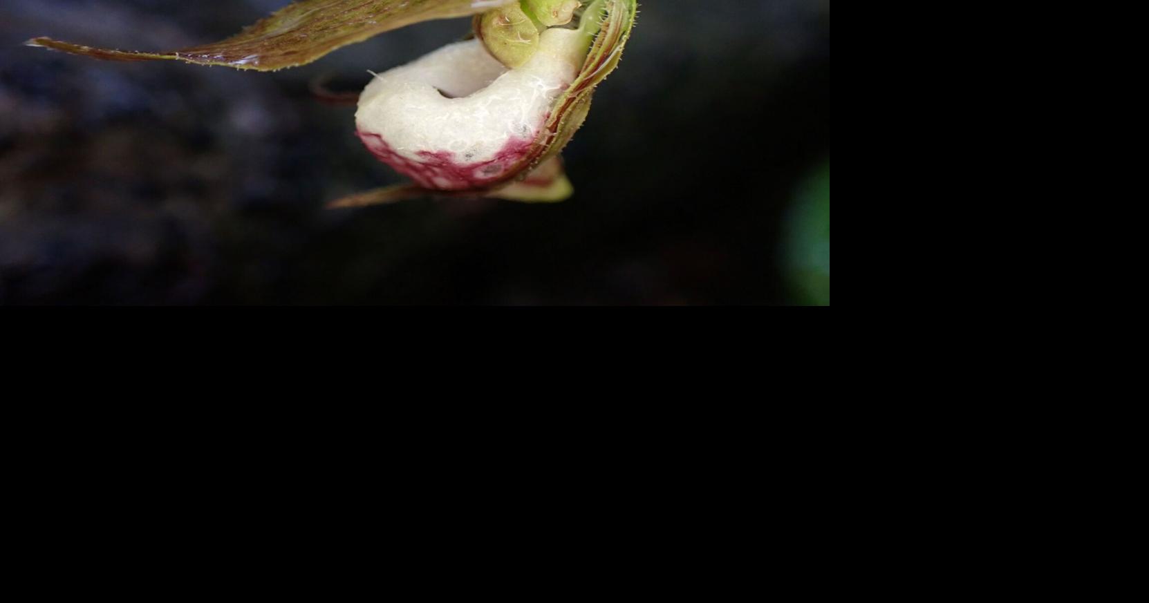 Finding the lady’s slipper | Columnists | apg-wi.com