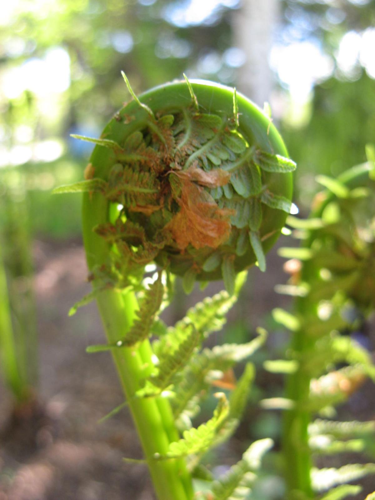 Natural Connections Fiddlehead ferns beautiful and edible Outdoors