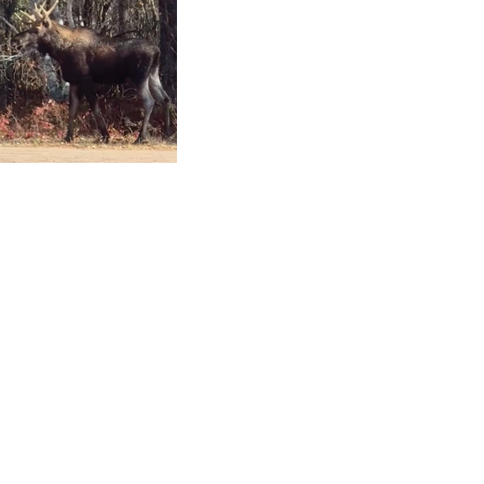 Bull moose visits Minong | Local | apg-wi.com