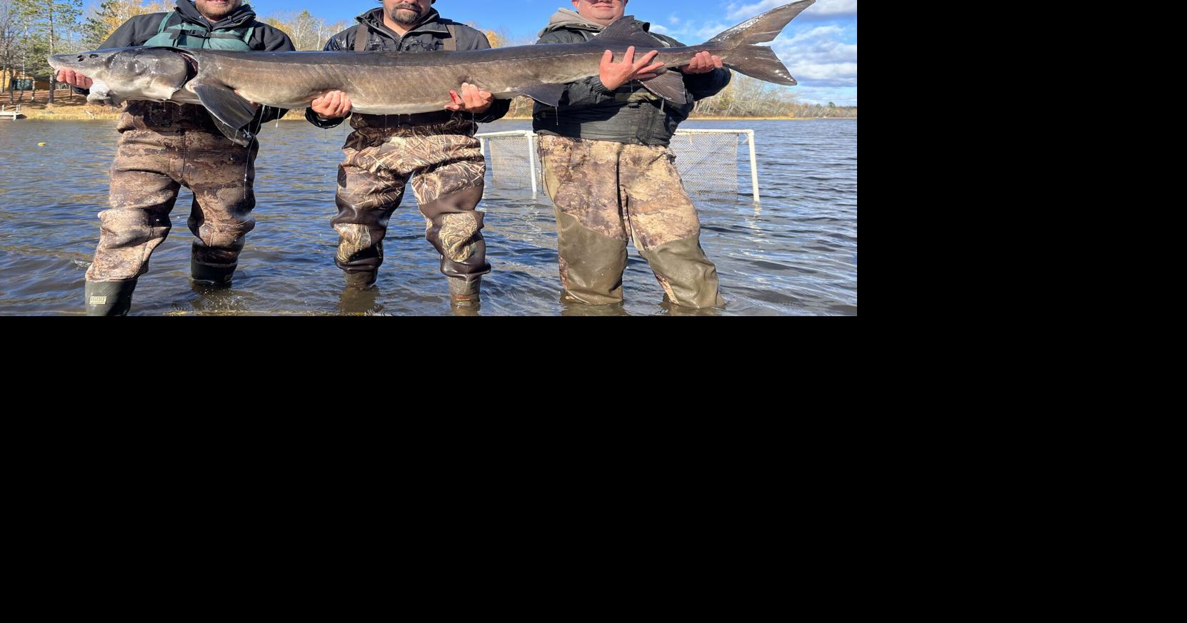 A century-old sturgeon | Price County Review | apg-wi.com