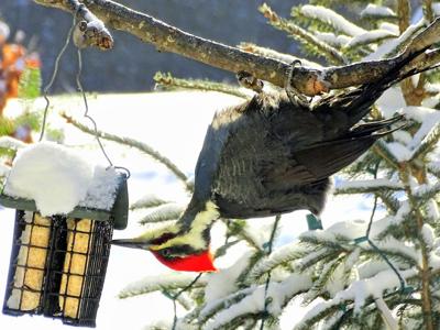 Focus On Nature The Suet Eaters Free Apg Wi Com