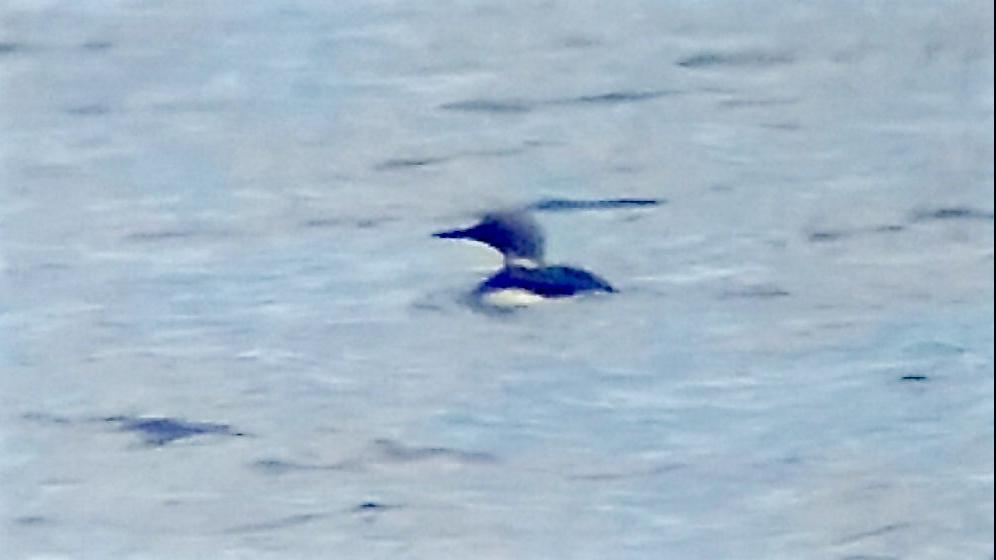 First Ever Arctic Loon Spotted In Lake Superior Local Apg Wi Com