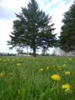 Dandelions and Pines Movrich Community Park Fifield Wi