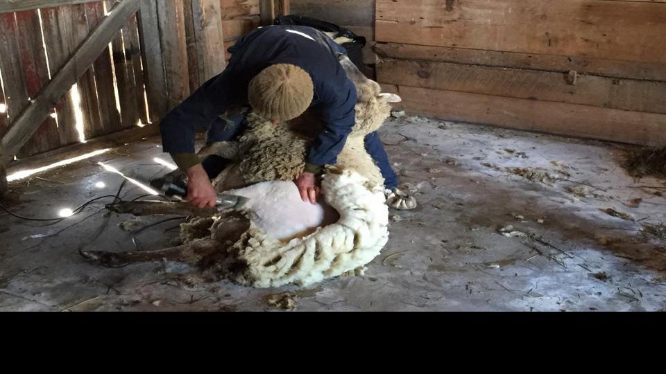 Shearing Day A Sign Of Springtime Free Apg Wi Com