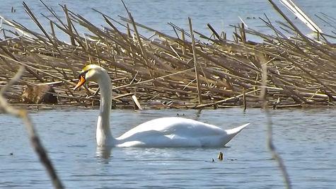 Symposium Addresses Water Concerns Of Chequamegon Bay News Apg Wi Com