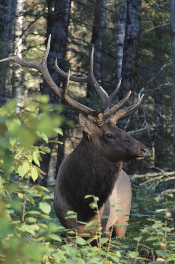 CWD-positive Elk Results In Ban On Baiting And Feeding In Washburn ...