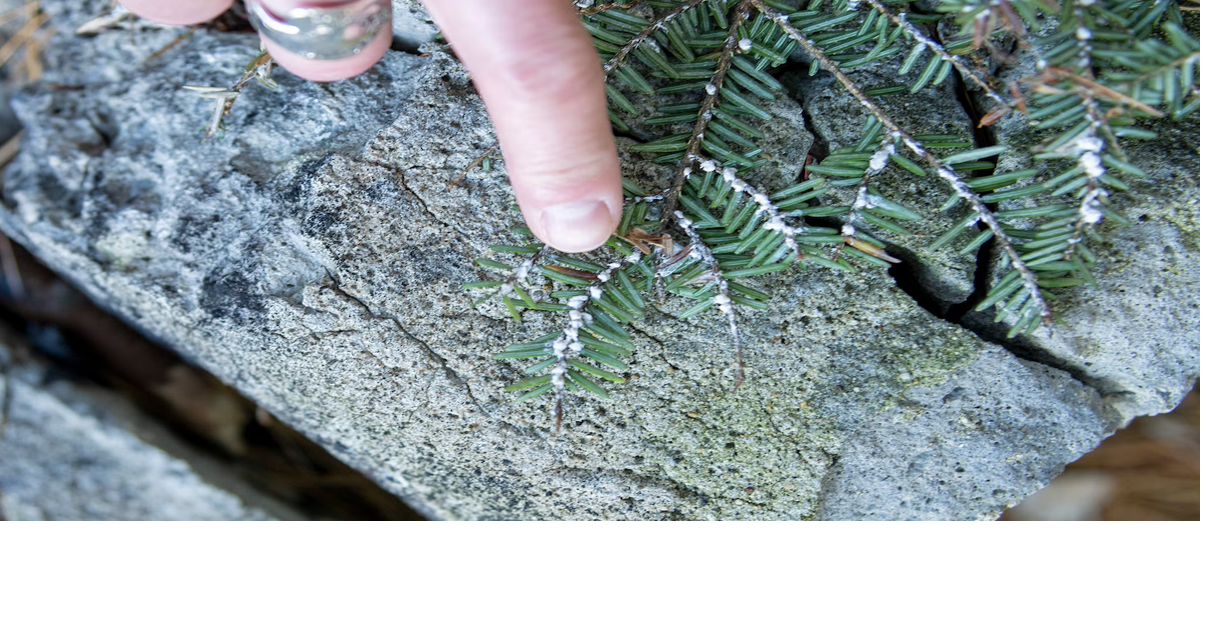Invasive tree-killing pest ‘highly likely’ to show up in Wisconsin ...