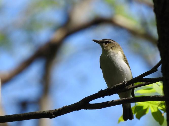 Red-eyed vireos