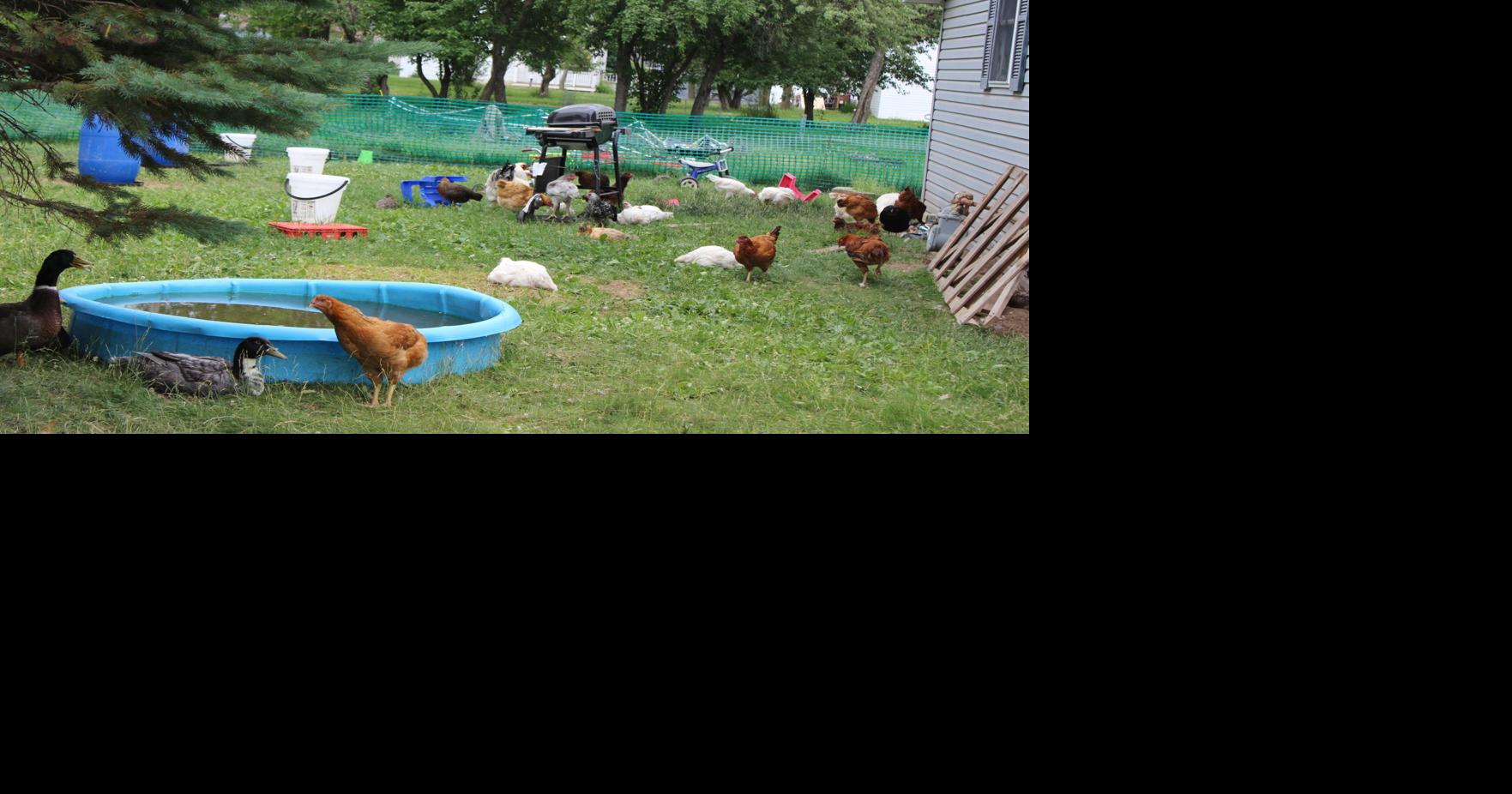 Neighborhood conflict over farm animals in city breeds pleas to council