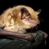 Bats and rabies still a concern in winter, health officials warn | News ...