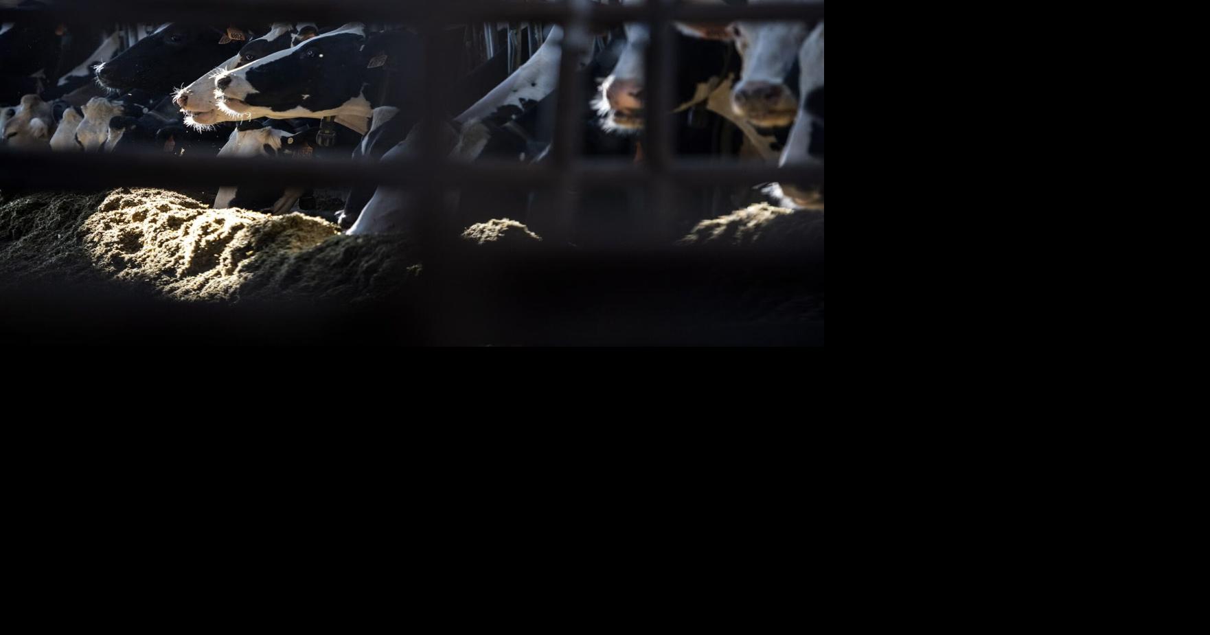 Bird flu found in Wisconsin dairy herd for first time | News | apg-wi.com