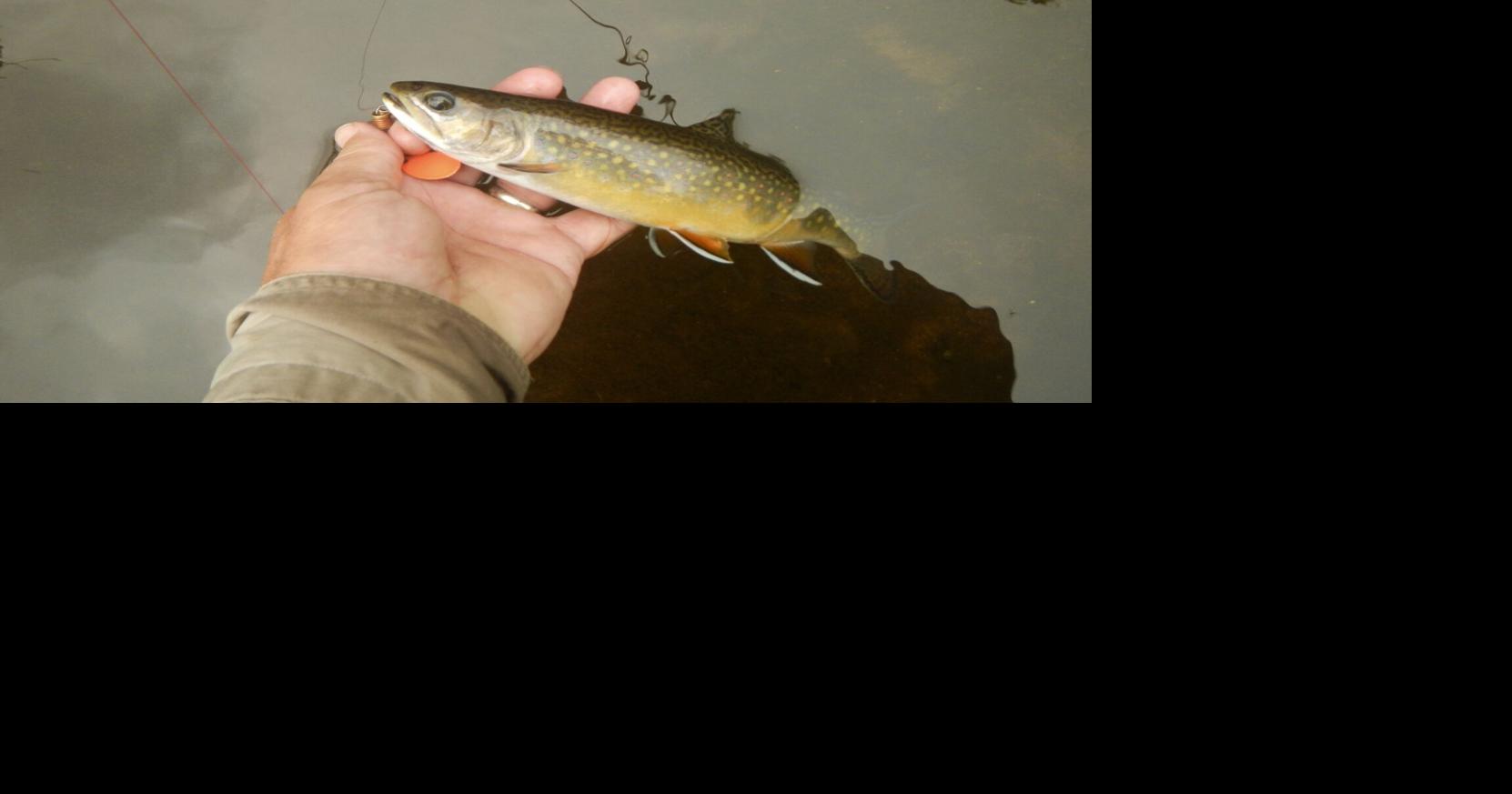 Brook trout population declining