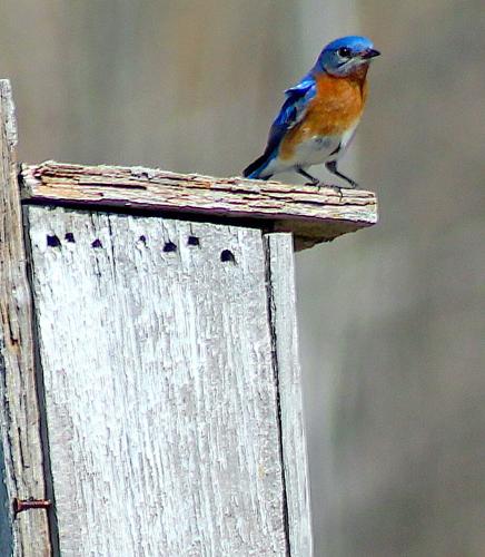 Tradition: Prairie Hustlers clean out old, put up new bluebird nesting