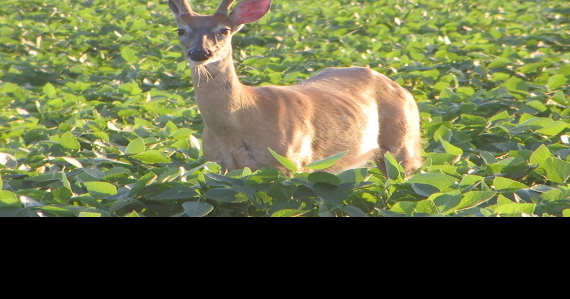 Whitetails Unlimited Banquet will be at Shell Lake Sept. 29