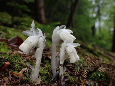 Natural Connections: The teachings of ghost pipe | Price County Review |  apg-wi.com