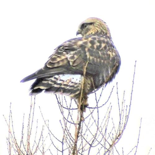 Focus on Nature: Arctic visitor - The rough-legged hawk visits Fifield ...