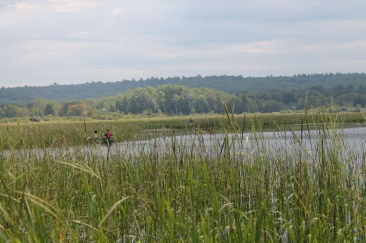 Wild rice, ‘the caviar of all grains,’ ripens into a staple of the ...