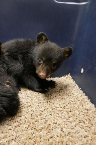 Baby bruins rescued in Odanah | Local | apg-wi.com