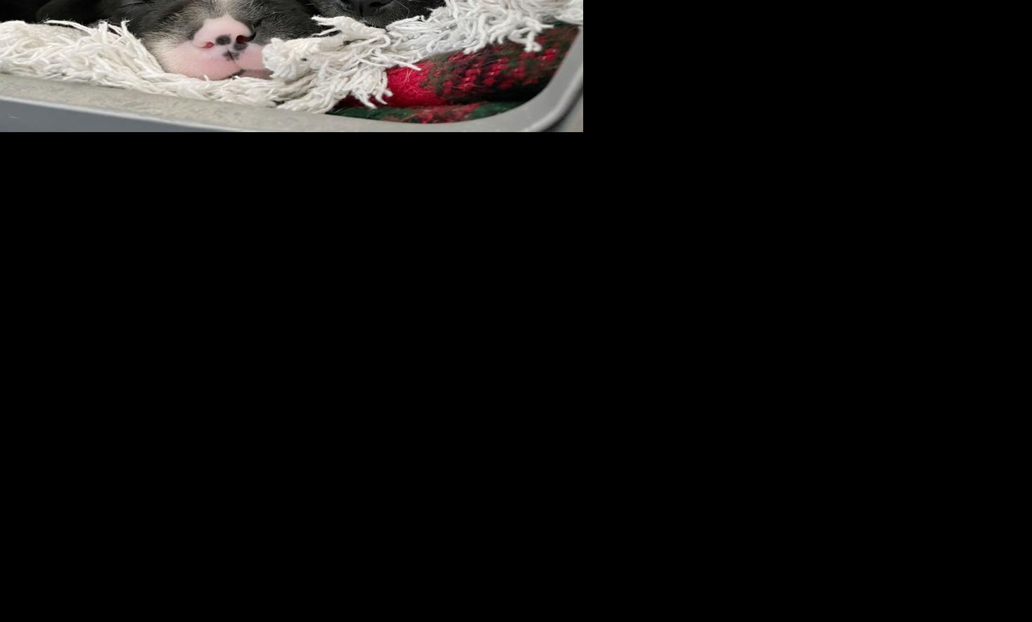 Two Dogs 15 Puppies Rescued From Vehicle In Western Wisconsin Regional Apg Wi Com