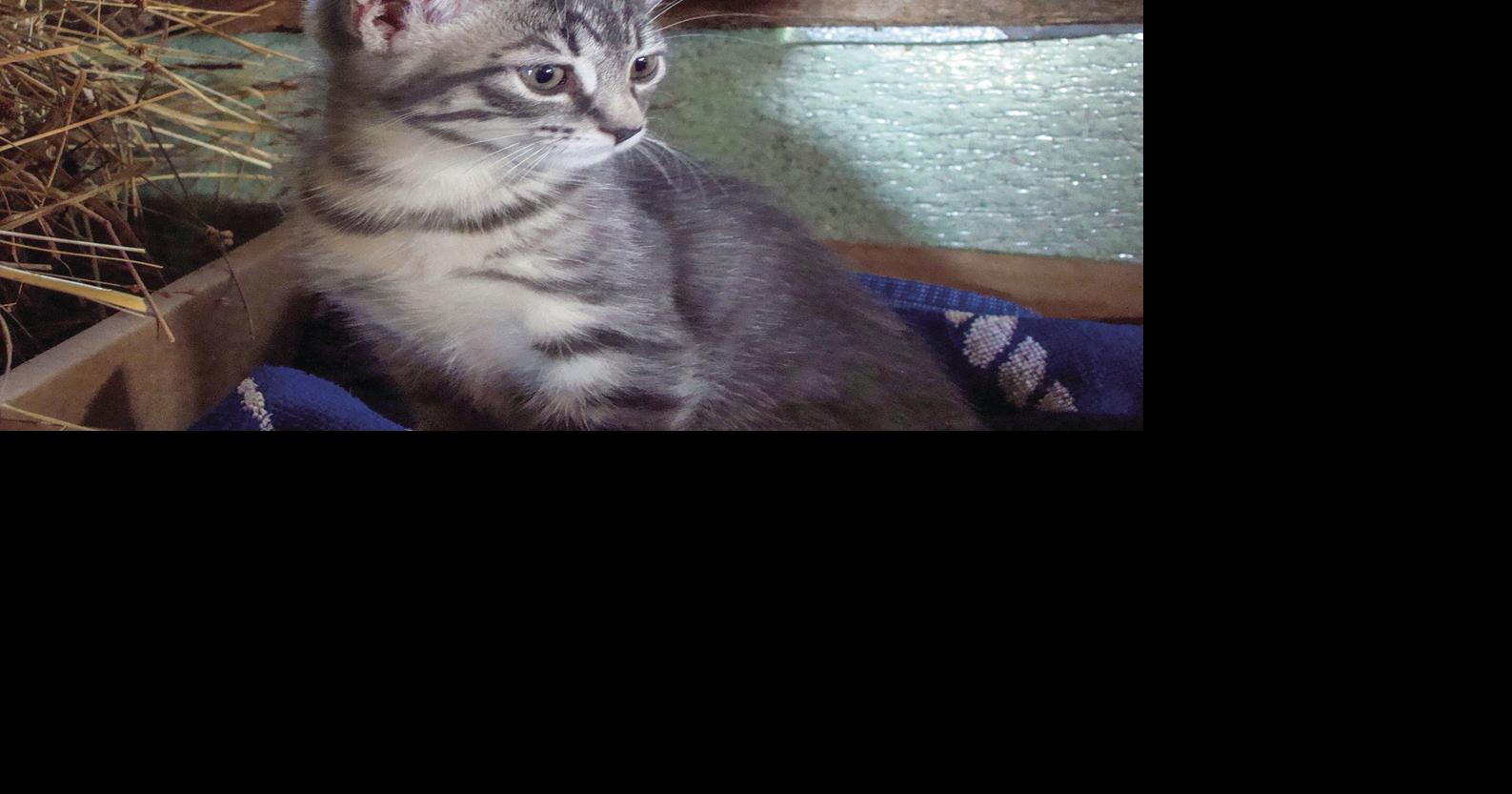 CHA hosts lowcost catneutering clinic Local