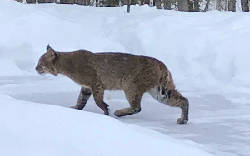 Bobcat in Hayward | Free | apg-wi.com