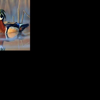 DNR accepting artwork for 2026 Turkey, Pheasant, and Waterfowl Stamp Contest