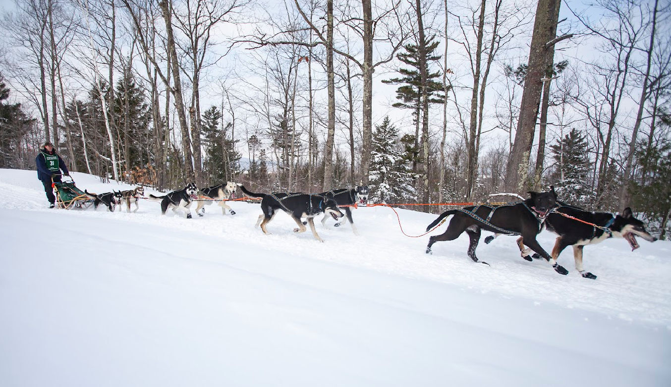 are dogs allowed on apostle islands