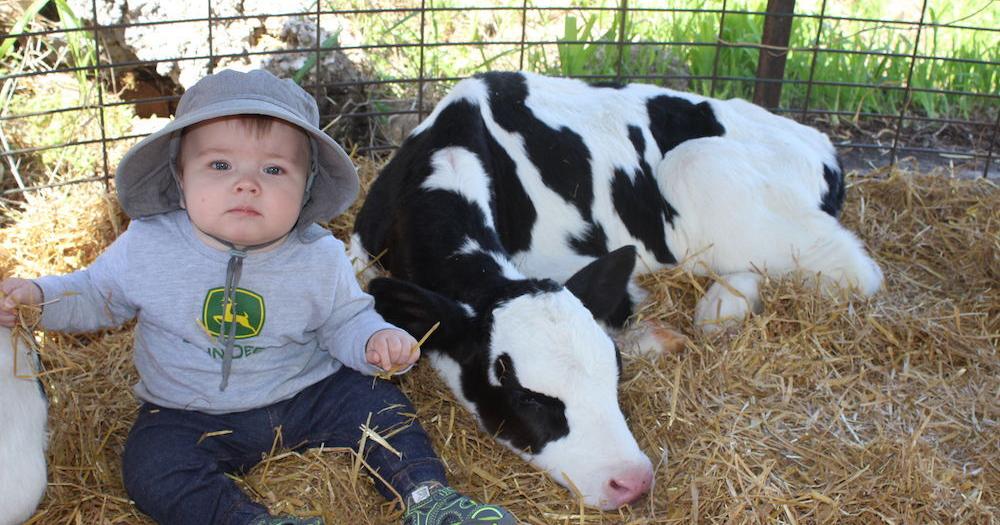 Barron County Dairy Breakfast feeds 3,175 people Rice Lake Chronotype