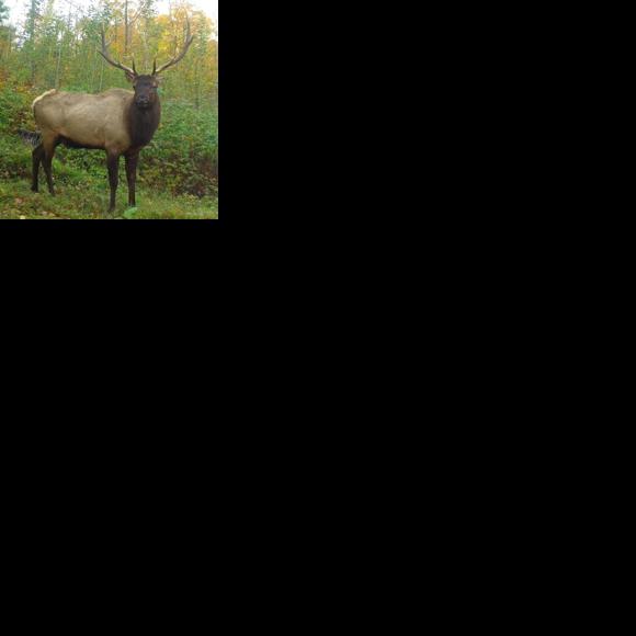 Wisconsin elk hunters have successful season