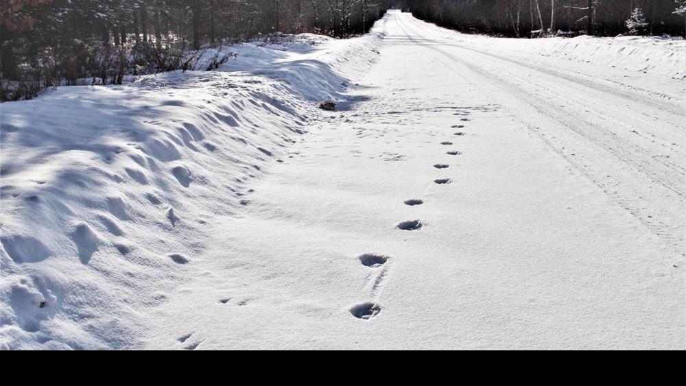 Volunteer Carnivore Tracker Gains Insight Into Secret World In