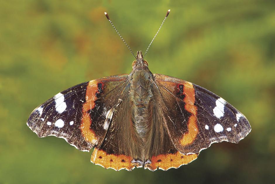 Wisconsin Butterflies nature program set for June 3 in Birchwood Free