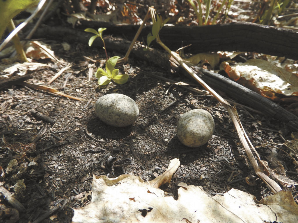 Natural Connections Nighthawks have a very different nesting strategy Free
