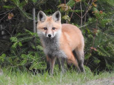 5-12-2023 red fox