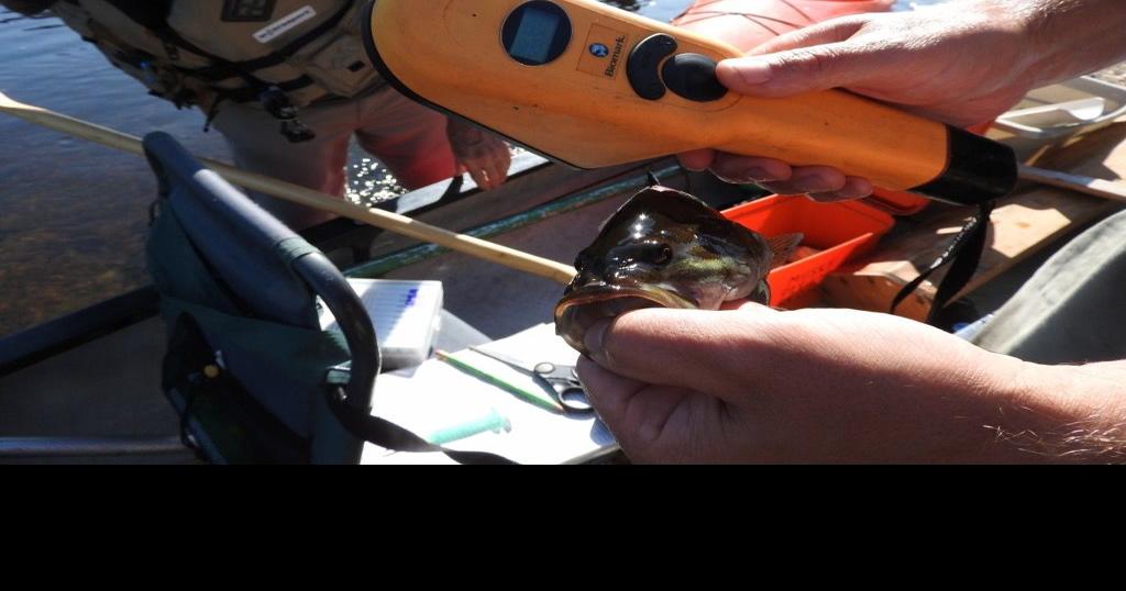 Natural Connections Enjoying a fishy day on the Couderay River Free