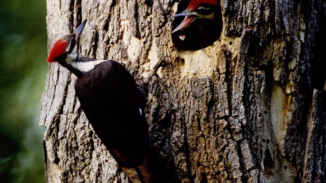 Natural Connections The Pileated Woodpecker The Monkeys Of The Northwoods Outdoors Apg Wi Com