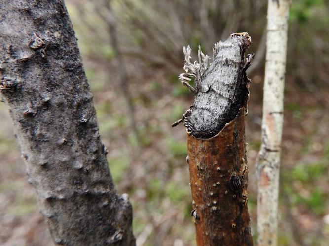 NATURAL CONNECTIONS: Consider the enigmatic lynx-snowshoe hare cycle