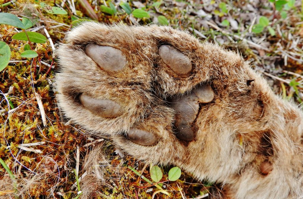 NATURAL CONNECTIONS: Consider the enigmatic lynx-snowshoe hare cycle